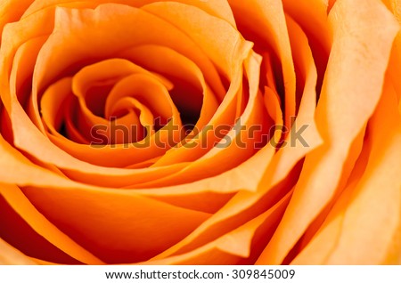 Orange rose flower.