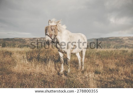 Beautiful horse in a pasture in the mountains in the field .Horse traveler in the field