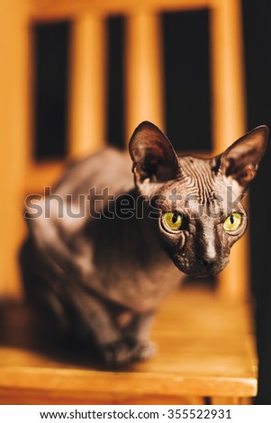Young Sphinx cat breed is sitting on a chair in the room and getting ready to attack. Soft focus