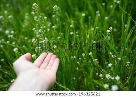 Human hand near little red bug on the green grass