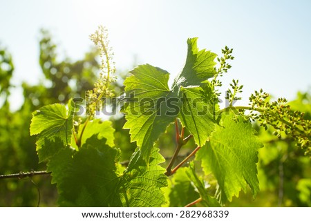 Young grape leaves and grain in backlight