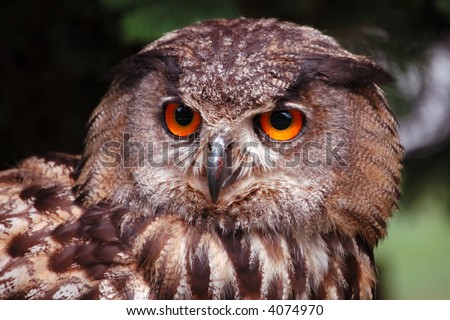 Portrait of wise owl (bubo bubo)