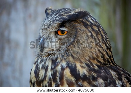 Portrait meant night owl (bubo bubo)