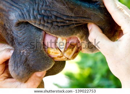 Dental treatment - teeth of a horse