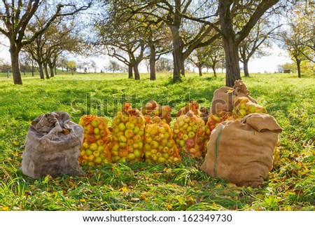 Harvested apples in sacks