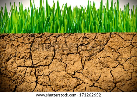 Dry earth and green grass