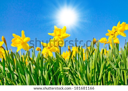 Yellow daffodils on a sunny day in spring