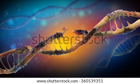 Damaged DNA
