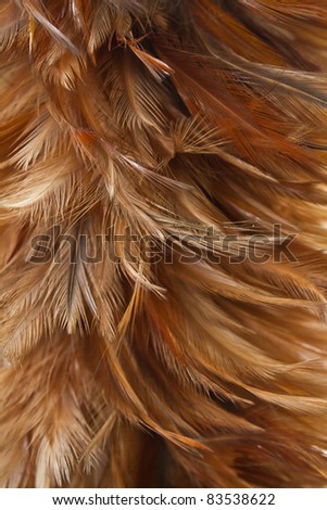 chicken feather texture