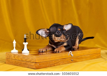 Russian toy dog on yellow background