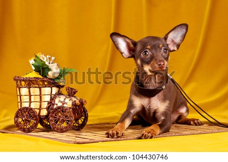 Russian toy dog on yellow background