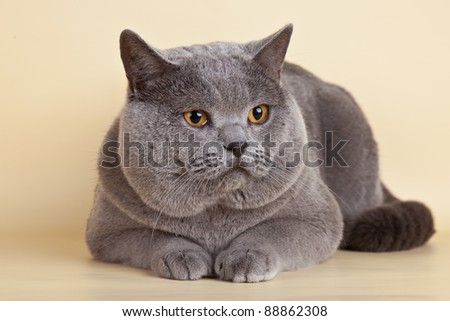 British cat on brown background