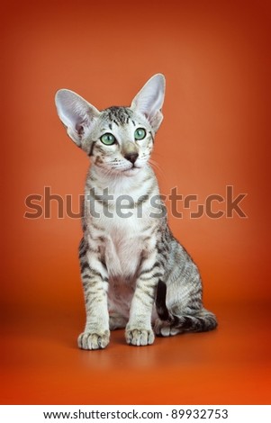 Orange Oriental Cat