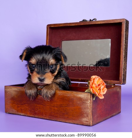 Puppy in the box