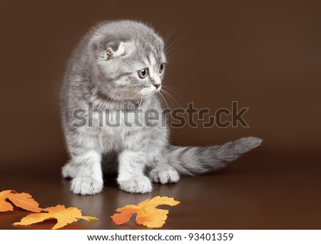 Little kitty on brown background