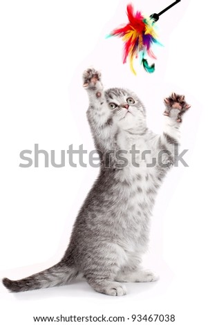 Little kitty playing with a toy