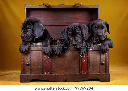Three puppy dog in the box