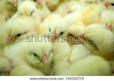 group of newly hatched chicks on a chicken farm