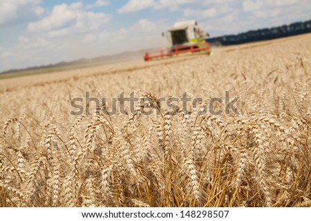 close-up ears of wheat at field and harvesting machine on background