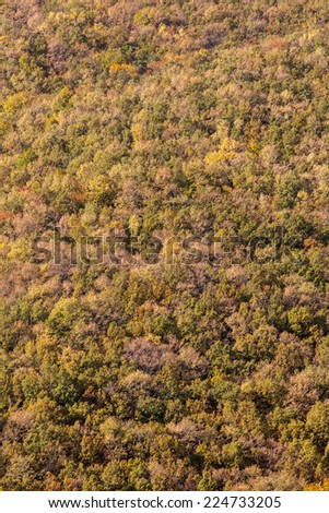 Forest seen from above. Background