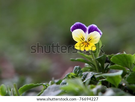Wild Pansy Flower