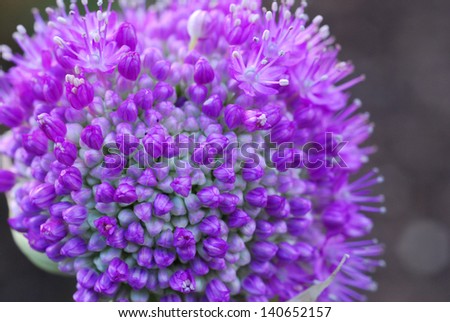 Purple garlic flower close up