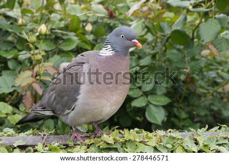 Wood pigeon perching on a garden fence with a green background
