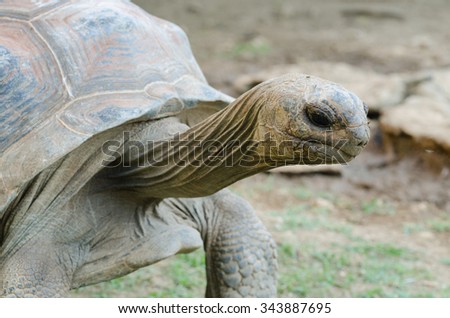 Giant grey tortoise standing on Rodrigues island