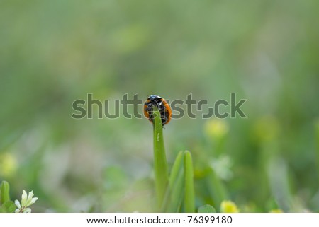 Lady Bug on grass