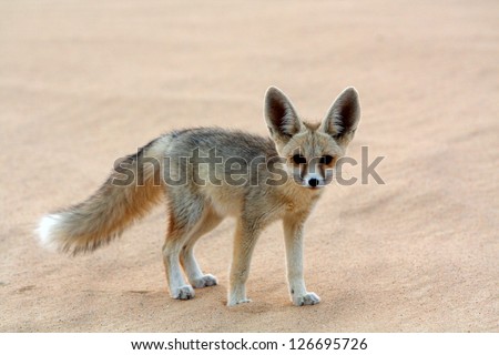 A Desert Fox In The Egyptian Sahara