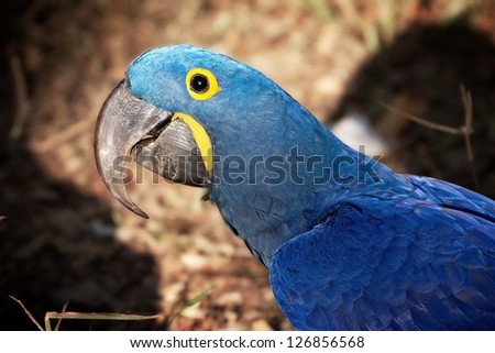 A Hyacinth Macaw