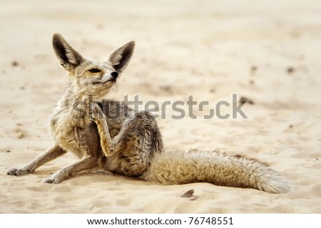 A Desert Fox in the Egyptian White Desert