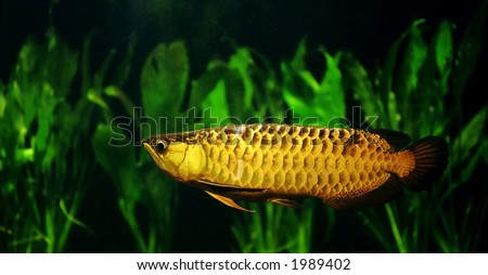 Arowana Ebook Pdf