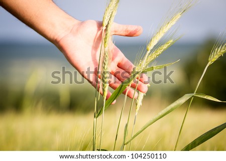 Wheat in hands. Field of wheat on background.