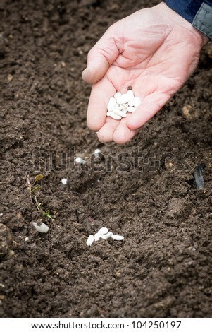 Closeup of a males hand planting bean seeds