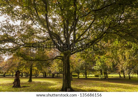 A Selection Of Autumn Trees At The Local Park