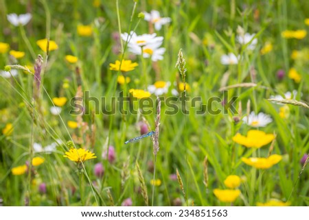 Wild Flower Meadow