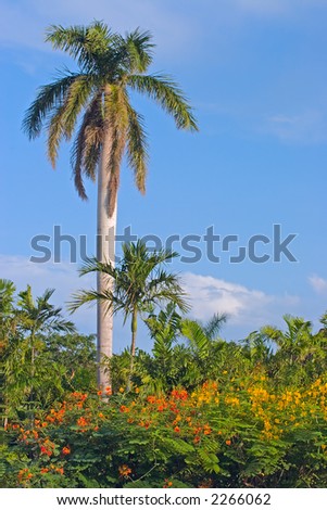 red-yellow flowers and a palm-tree