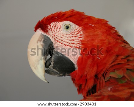 red macaw isolated on grey