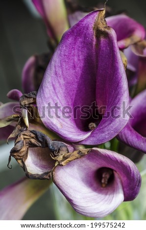 A close up of a purple lily that is dying