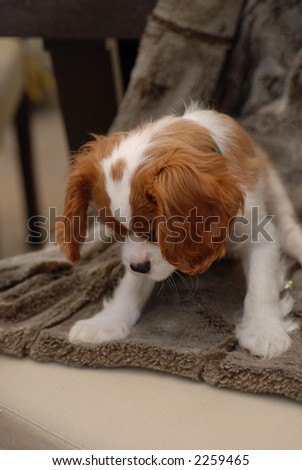 King Charles Spaniel puppy,looking down from a chair