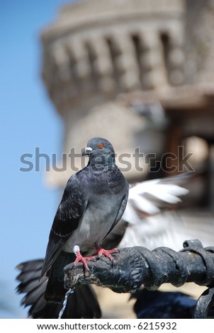 A pigeon sitting on a fountain in Rhodes