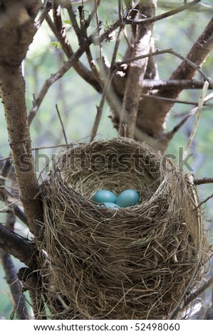 red robin nest