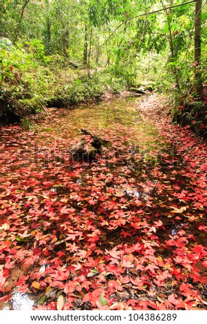 Red maple leaf during fall at Phukradung National Park, Loei, Thailand.