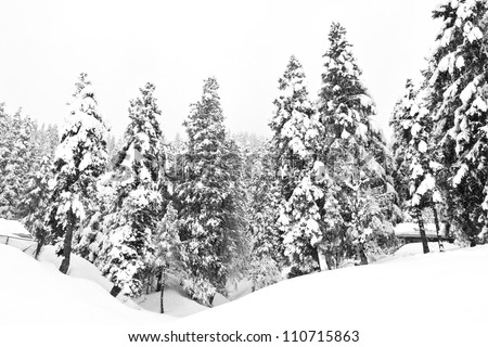 Dark and Misty Forest in Winter Landscape (black & white).