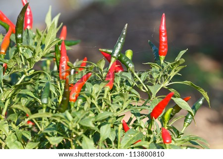 ripe red hot chili peppers on the plant