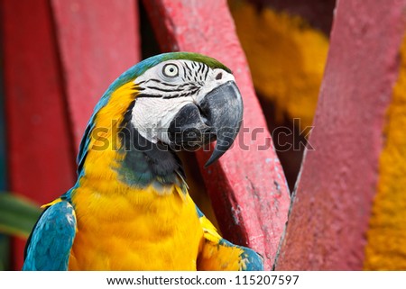 The Blue-and-yellow Macaw (Ara ararauna), also known as the Blue-and-gold Macaw, is a member of the group of large Neotropical parrots known as macaws.