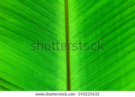 Abstract of banana leaf background