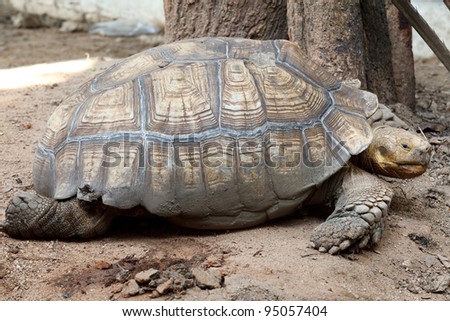 Big Old Turtle at Dusit Zoo, Bangkok, Thailand