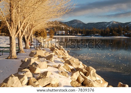 Bare trees along lake shore in winter; Big Bear Lake, California